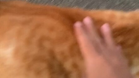 Kucing oranye kecil, pengin banget dibawa pulang, tapi aku nggak punya waktu untuk merawatnya