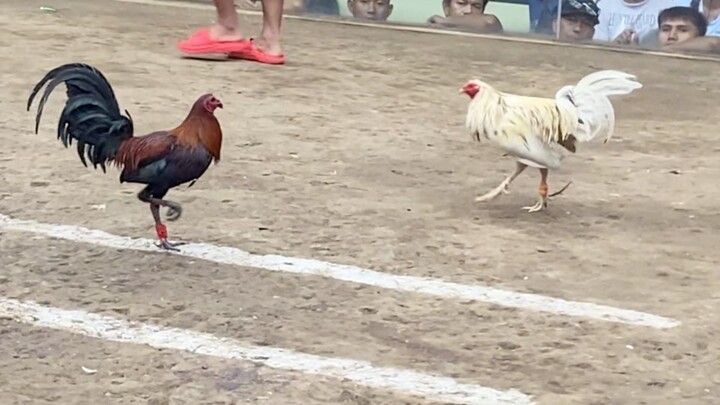 Brown Red Vs White, 44K Parada 2hits ULUTAN LCA.