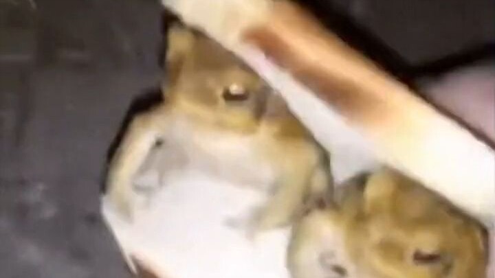 เบอร์เกอร์หอย