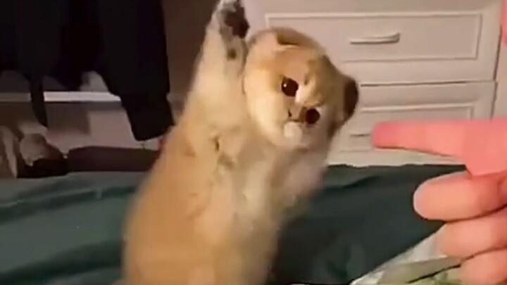 นายยิงปืนแล้ว ฉันยอมแพ้แล้วนะ!