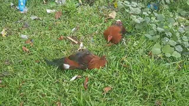 Ang manok ni wan10 20k ang pusta🐓🤣