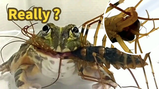 【Bullfrog】You Can Even Stomach This Kind of Bug?