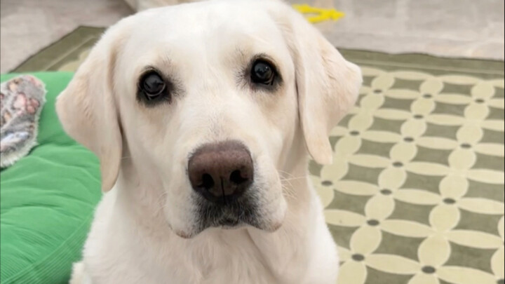 الجرو الصغير سيقدم لك دائمًا أفضل ما يراه.