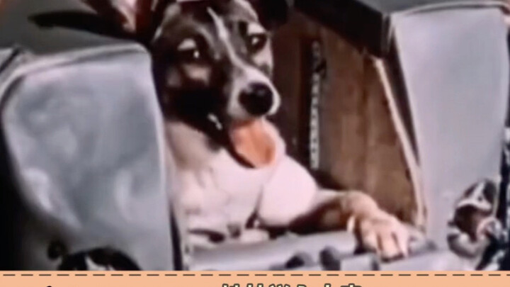 ตั้งแต่แรกก็ไม่มีใครคิดจะพาเธอกลับมา #สุนัขไลกา #ไลกาลูกสุนัข #สุนัข #การทดลองอวกาศ