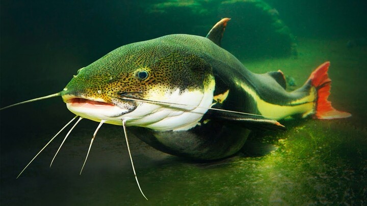 RED TAIL CATFISH LELE EKOR MERAH DARI SUNGAI AMAZON