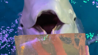 Beluga Immersive Dinner