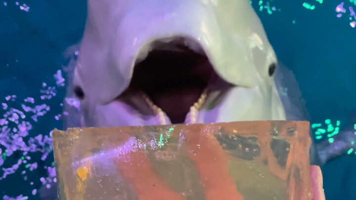 Bữa tối đắm chìm Beluga