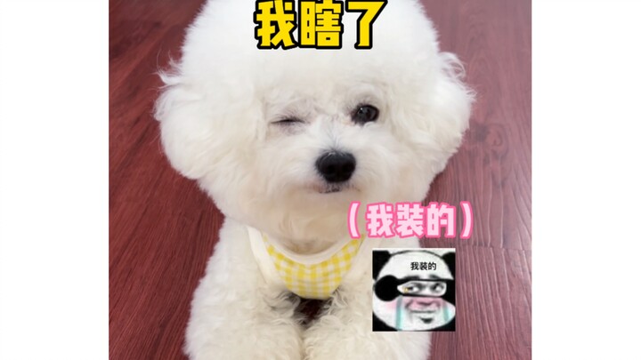 A 6-jin dog with a 5.9-jin heart!