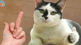 OK Cats- Super Pets Reaction Videos MEOW