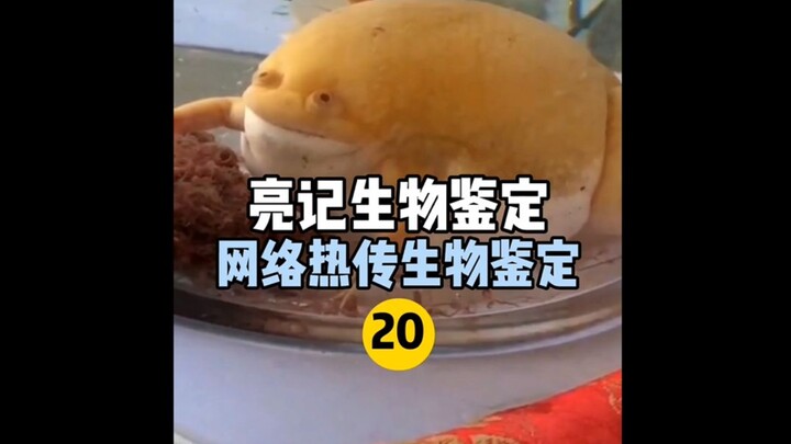 【Xét nghiệm sinh học Liangji】Xét nghiệm sinh học trực tuyến Hot 20