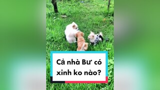 Cả nhà Bư chào các bạn ha. cunyeucuadua chó chócon chókhôn chócute chó_cưng chócon chókhôn chómèo xuhuong fyp