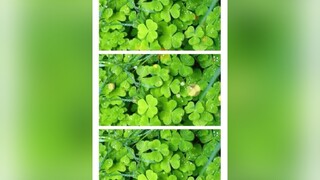 ai xem đc video này thi tốt nha