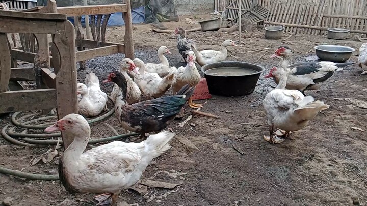 Ternak anda gila makan karena racikan ini.