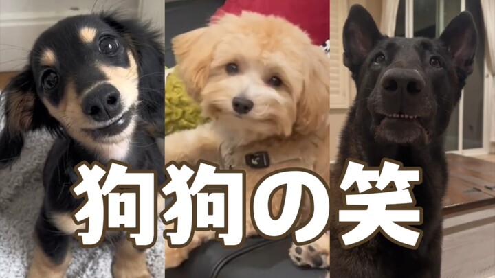 Who says dogs can’t smile?!