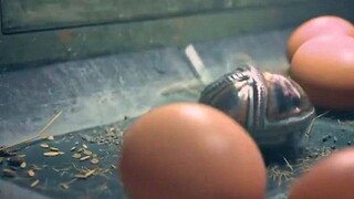 母鸡为了不被吃掉，生下了一颗纯铁的鸡蛋，从此走上人生巅峰