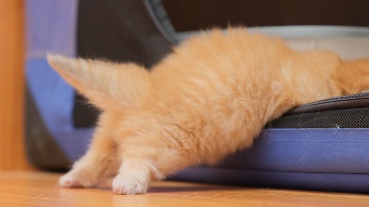 Even the tip of its tail is straining!