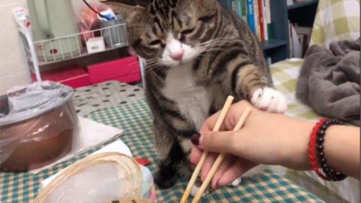 Cat: Be kinder to yourself—stop eating shit!