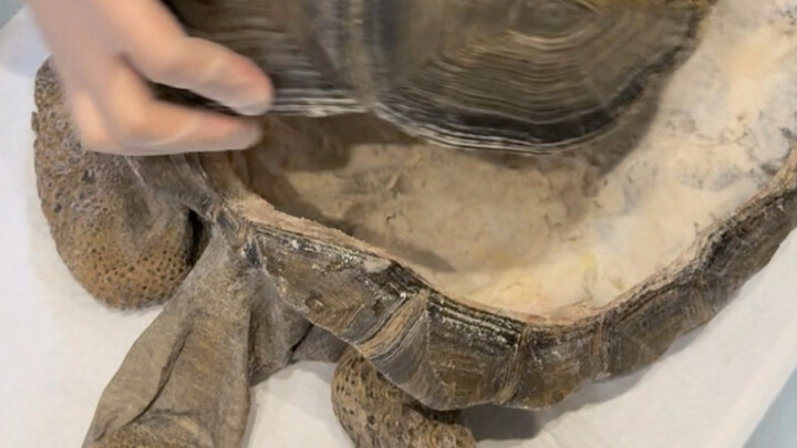The tortoise is… opening the lid?