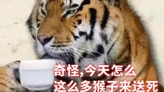 BYD真以为自己是天命人