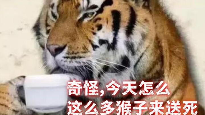 BYD真以为自己是天命人