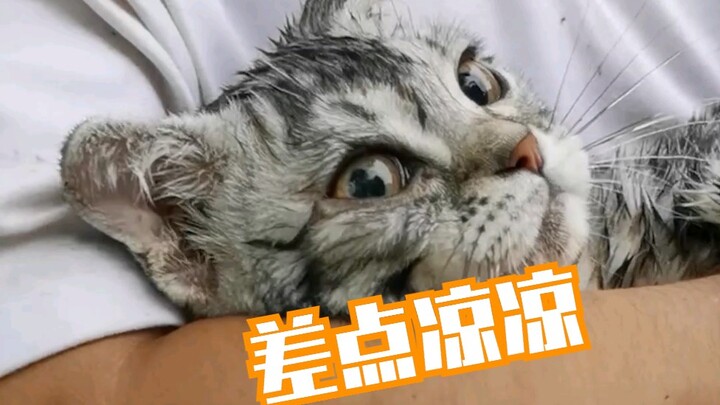 【เหลาเฟิงหยาง】แมวสัตว์เลี้ยงตัวเดียวกลางภูเขาห่างไกล!