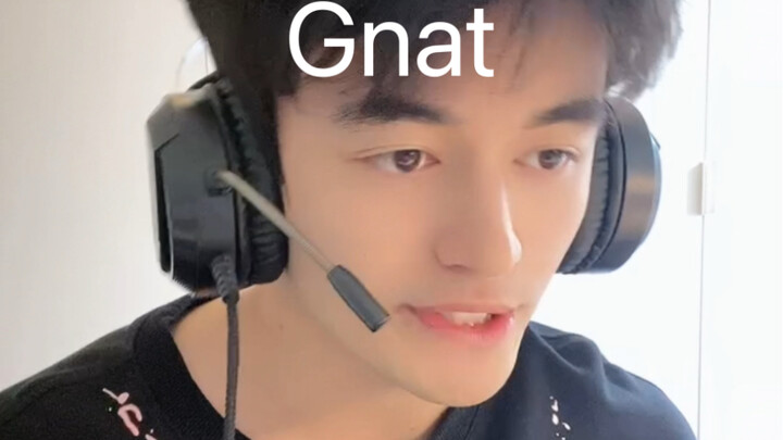 The ultimate aria from the ceiling—Gnat!