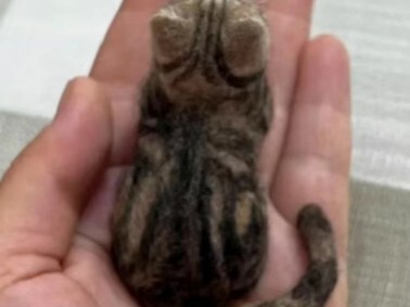 ลูกแมวตัวไหนกันนะ ที่เป็นที่รักที่สุดในใจของคุณ?