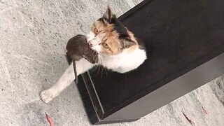 The cat catches the mouse steadily, accurately and ruthlessly, but the mouse has no temper at all!