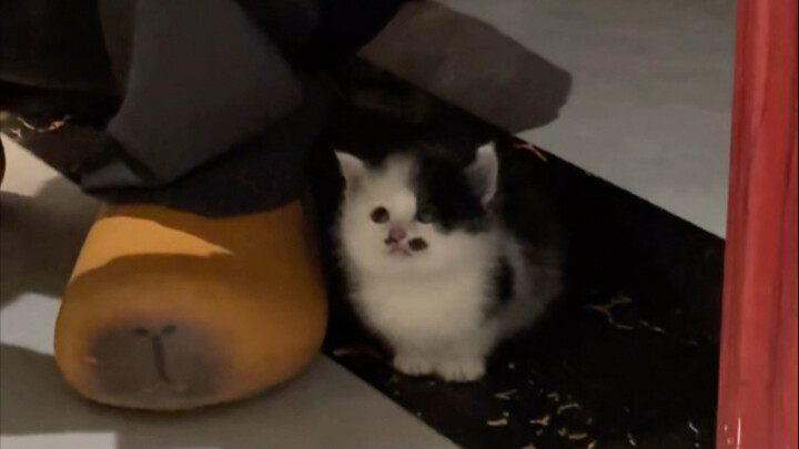 Cat: Human, you’re gonna have a cat someday.