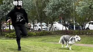 So it is said that the physical strength of Huskies is very good.