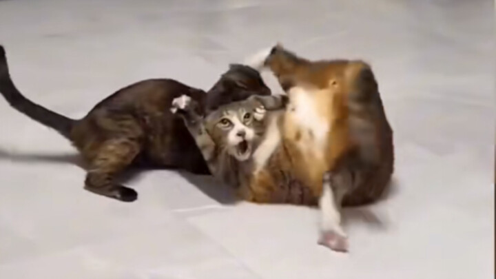 Aku cuma suka pelihara kucing yang kayak gini, aneh banget!