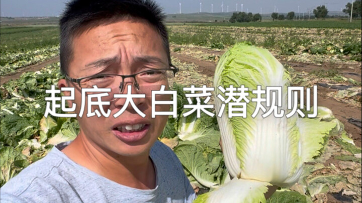 Dare you eat cabbage like this? Over a month, we reveal the hidden rules of the cabbage trade.