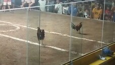 Raptor Sweater cross Win - 3 stag/cock combo derby