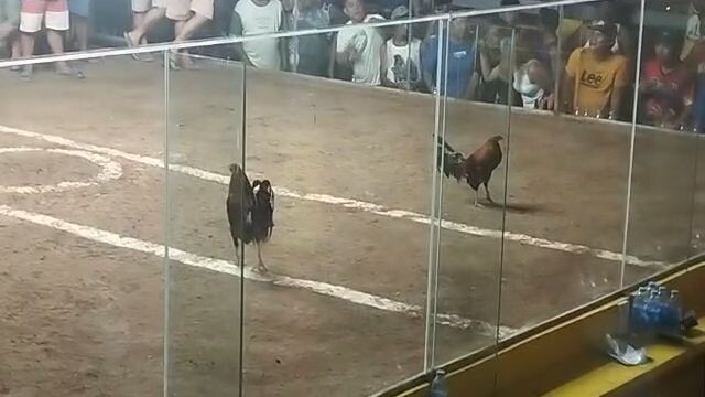 Raptor Sweater cross Win - 3 stag/cock combo derby