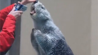 Taking the temperature of a sea otter