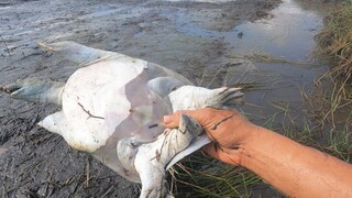 Vô Tình Rờ Trúng Em Này Bợ Về Nhà Luôn - 7 Ân