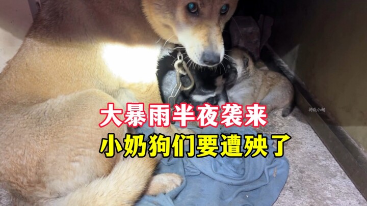 A torrential downpour hits in the middle of the night—poor little puppy is in for it!