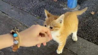 "Bahasa bunga kucing liar adalah 'lambat atau lambat'."