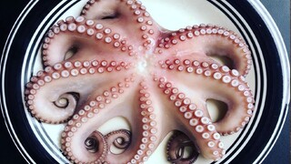 What is it like to grill 8 live octopuses and have 100 suction cups tighten instantly?