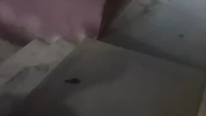 ขอบคุณพี่ชายมากจริงๆ ที่ช่วยขวางกบยักษ์แทนฉันตอนตีหนึ่งขณะที่ประตูถูกขวางด้วยกบยักษ์ทองคำ หลังจากออก