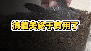 终于发现清道夫的作用，再也不怕清道夫了