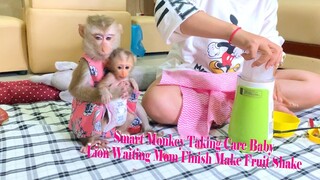 Smart Monkey Gangpae Taking Care Cute Baby Lion When Mom Making Fruit Shake For Them