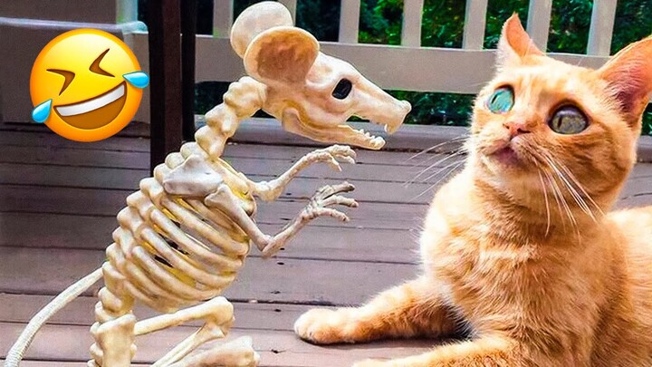 Funniest Dogs And Cats Videos π
- Best Funny Animal Videos 2022π
#12 - Bilibili Funniest Dogs And Cats Videos π
- Best Funny Animal Videos 2022π
#12 - Bilibili