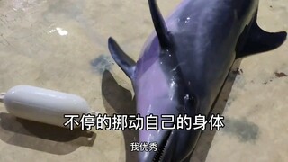喜欢“搁浅”的小海豚（宽吻瓶鼻海豚）