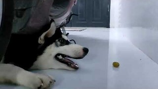 Ngáo đúng là cả đời vẫn ngáo