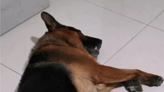 هذا كلب لديه تصنيف.