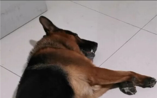 这是一只有段位的狗