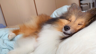 Who doesn't want a puppy that wakes you up and makes you sleepy?