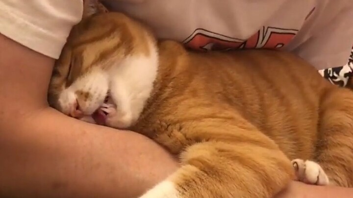 What happens when a tabby cat keeps squeezing it with its body while it’s sleeping?