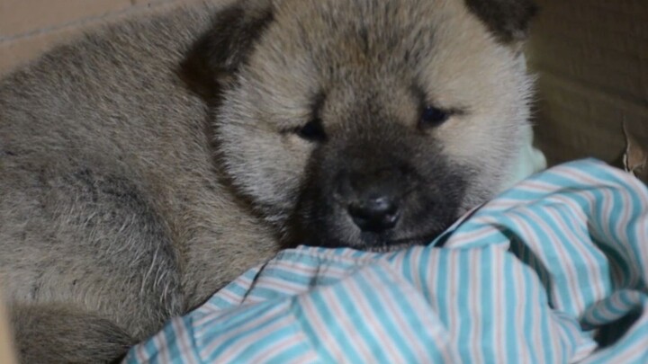 Use the camera to record the changes of the puppy after 479 days at home. Do you think it has change